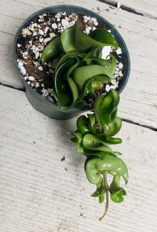 16 Hindu Indian Rope Hoya Exotic Succulents Liveplants And Very Rare