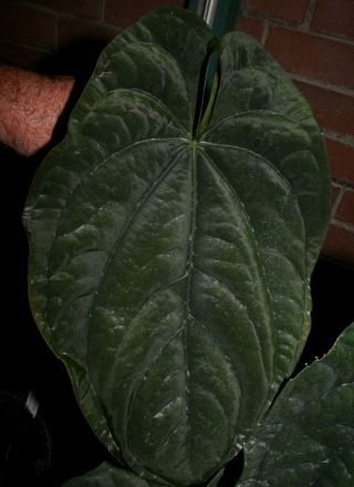 Anthurium Dressleri - Rare Black Velvet Leaf Tropical Aroid Terrarium/conservatory