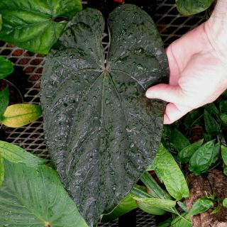Anthurium dressleri - rare black velvet leaf tropical aroid terrarium/conservatory 2