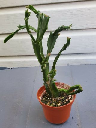 Enigma Crested Schlumbergera Zygocactus Rare Mature Plant U.  S.  Christmas Cactus 2