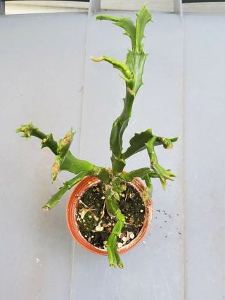 Enigma Crested Schlumbergera Zygocactus Rare Mature Plant U.  S.  Christmas Cactus 3