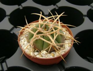 Gymnocalycium Spegazzinii Ssp.  Cardenasianum Own Root Rare Cactus 06065
