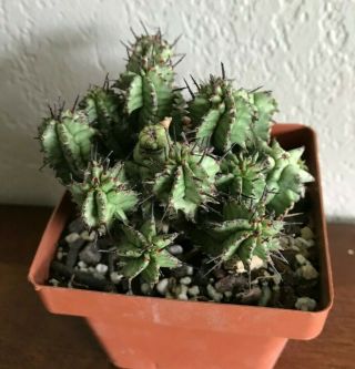 Euphorbia horrida ' Kikko ' rare succulent plant not cactus 2