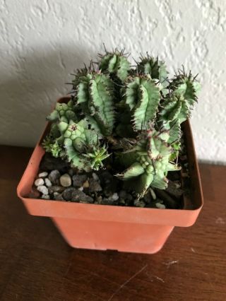 Euphorbia horrida ' Kikko ' rare succulent plant not cactus 3