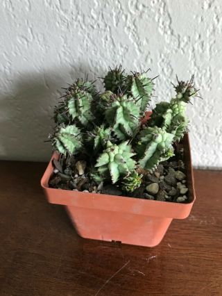 Euphorbia horrida ' Kikko ' rare succulent plant not cactus 4