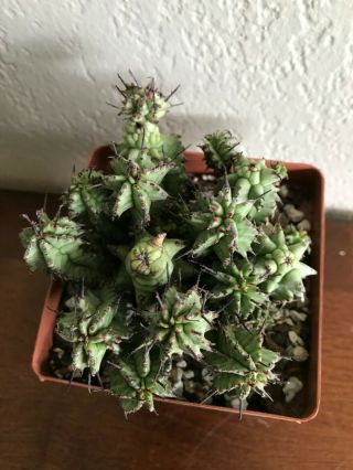 Euphorbia horrida ' Kikko ' rare succulent plant not cactus 5