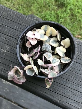 Variegated String Of Hearts Rare Plant Succulent Ceropegia Woodii Variegata
