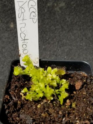 Rare Carnivorous Venus Flytrap Plant " Destruction "