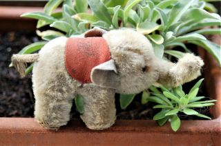 Antique Steiff Mini Elephant Extremely Rare - 1950 ' s - So Sweet 2