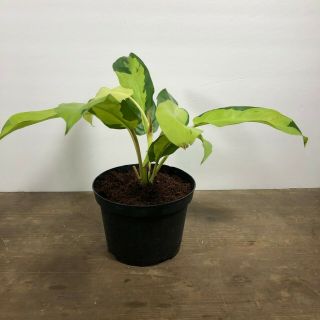 Thai Sunrise Philodendron - Rooted,  Variegated Aroid Rare