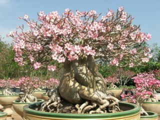 500 Seed (rare) Adenium Thai Socotranum Desert Rose Bonsai Phyto