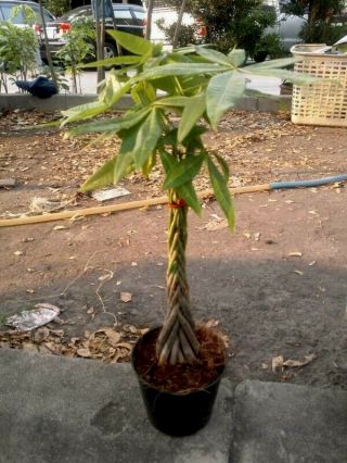 1 Big Plant Braid Money Tree Plant (pachira Aquatica) Rare Sprout Like Photo