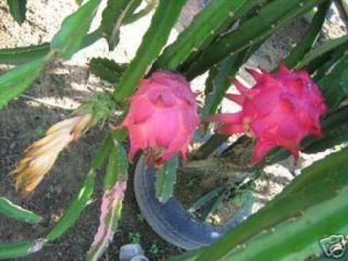 Dragon Fruit Pitaya White Flesh Edible Cactus Exotic Rare Plant Seed 1000 Seeds