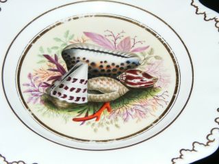 RARE 18TH C ENGLISH PORCELAIN HAND PAINTED PLATE SHELLS BARR WORCESTER / DERBY ? 2
