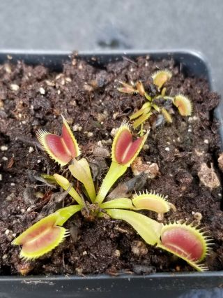 RARE Carnivorous Venus FlyTrap Plant 