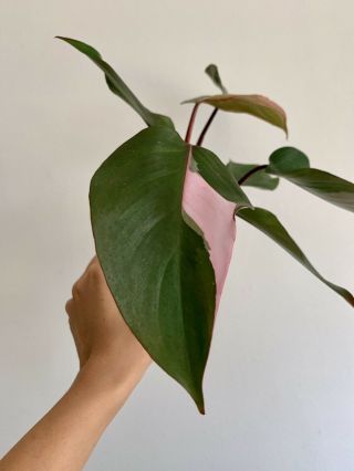 Philodendron Pink Princess Rare Aroid Houseplant