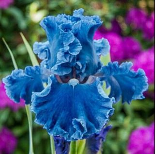 2 Bearded Iris Rare Bulbs Blue Flowers Perennial Resistant Rhizome Organic Plant