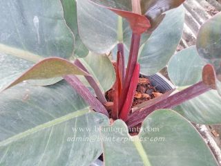 Rare Philodendron " Red Emerald " Tropical Succulent Plant Rare,  Phyto @