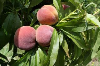 Rare Dwarf Peach Live Plant Fit 4 " Pot - Rare Indoor Plant Bonsai Home Garden