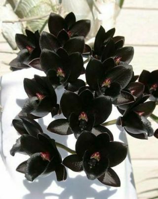 Rare Orchid Hybrid (seedling) - Catasatum After Dark