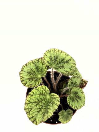 Begonia Sizemoreae - Live Plant In 4” Pot Rare Terrarium White Fur Species