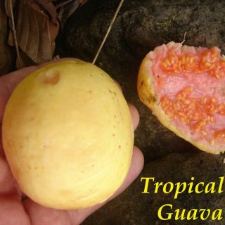 Tropical Guava Psidium Guajava Hawaii Kuawa Goiaba Live Rare Fruit Tree Seedling
