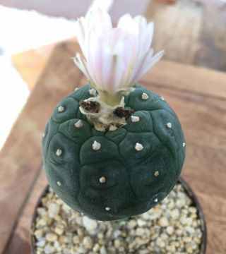 Astrophytum " Lp Will " Grow From Seedling On Pereskiopsis Size4.  0cm Rare Cactus.
