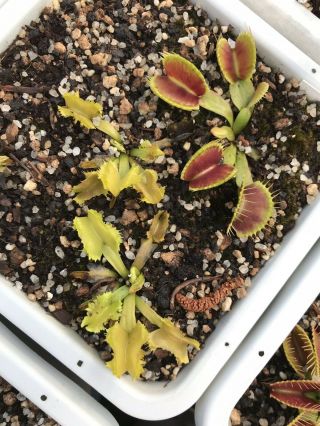 Venus Flytrap Biohazard 2 Carnivorous Plant Dionaea Muscipula Rare