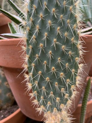 Opuntia Echios Var.  Inermis Extremely Rare Galapagos Endemic Tree Cactus