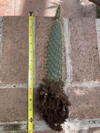 Opuntia Echios Var.  Inermis Extremely Rare Galapagos Endemic Tree Cactus 2