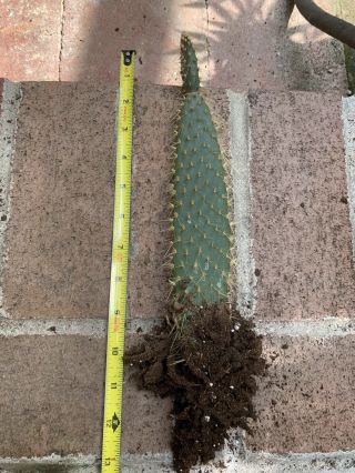 Opuntia Echios Var.  Inermis Extremely Rare Galapagos Endemic Tree Cactus 3