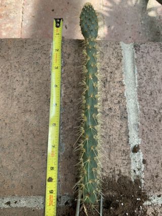 Opuntia Echios Var.  Inermis Extremely Rare Galapagos Endemic Tree Cactus 4