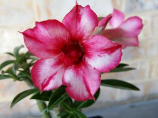 Adenium Desert Rose Grow From Seed Bonsai Very Rare 045