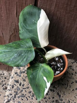 Stunning Variegated Philodendron White Wizard Cutting Rare Aroid