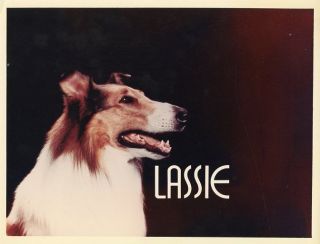 Lassie Collie Dog Portrait Rare Color 1965 Cbs Tv Photo Billboard
