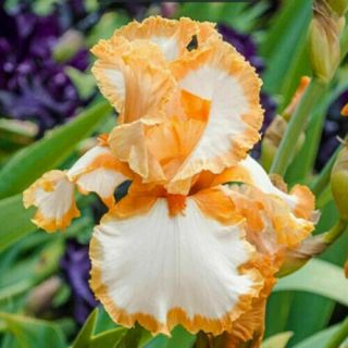Yellow Iris Bulbs Roots Perennial Resistant Fragrant Rare Bouquets Balcony Plant
