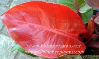Rare Philodendron " Red Sunlight Leaf " Tropical Succulent Plant,  Philo