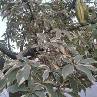 Bombax Ceiba White Cotton Tree Variegated Herb Bonsai From Thai Rare