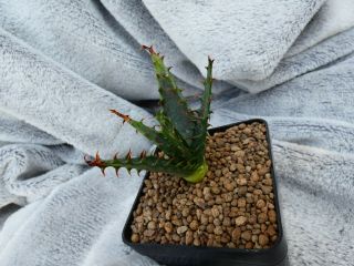 Aloe Broomii V.  Tarkaensis / Tarkastad / - - Rare Plant