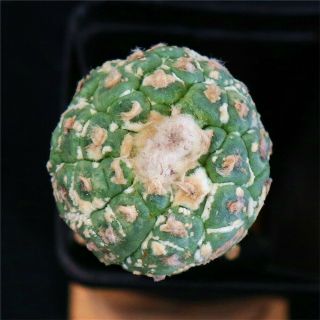 Astrophytum Asterias Kitsukow - With Rootstock - Rare Cactus Cacti 3933