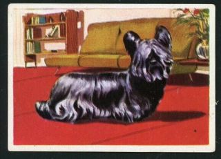Rare Skye Terrier Dog Card Spain 1961 Editorial Triunfo
