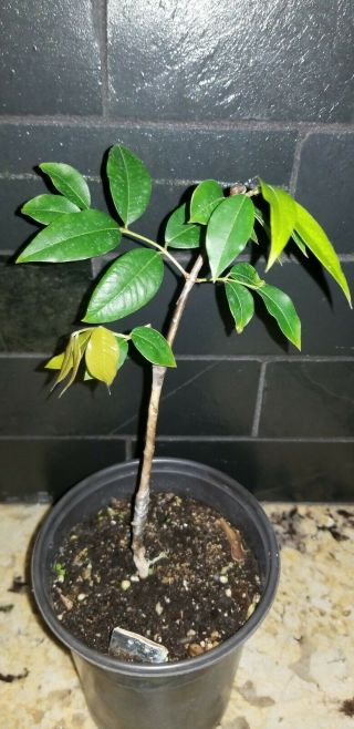 Rare Grafted Plinia.  " Possible Hybrid (trunciflora X Red) " Jaboticaba Fruit Tree