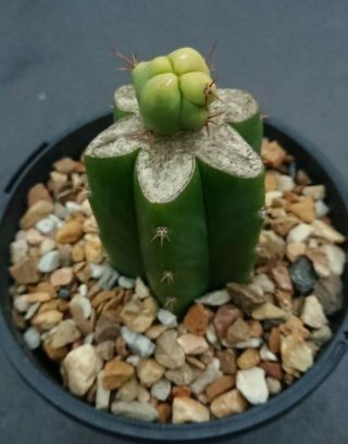Variegated Trichocereus Bridgesii Monstrose Grafted Rare Clone Cactus 