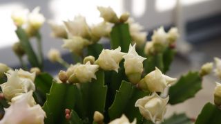 Rare Japanese Cultivar White Rose Schlumbergera Truncata Christmas Cactus