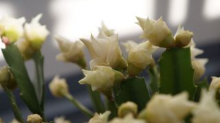 Rare Japanese Cultivar White Rose schlumbergera truncata Christmas Cactus 2