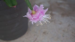 Rare Japanese Cultivar White Rose schlumbergera truncata Christmas Cactus 3