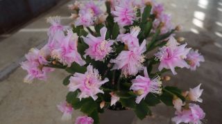 Rare Japanese Cultivar White Rose schlumbergera truncata Christmas Cactus 4