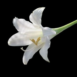 Huge Hippeastrum Elegans (solandriflorum) - Ultra Rare Bulbous Ornamental Plant