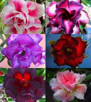 Adenium " Mixed " Six Grafted Plants Rare