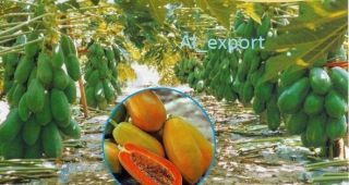 100,  S E E D S Red Lady Papaya Rare Dwarf Tree Organic & Fresh 100,  Seeds